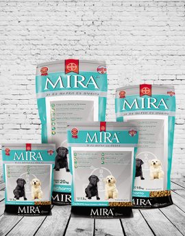 MIRA CACHORRO RAZA GRANDE